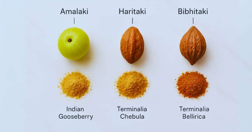 What is Triphala? An annotated breakdown of the three fruits: Amalaki, Haritaki, and Bibhitaki.