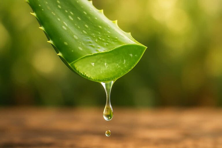 Close-up of a freshly cut aloe vera leaf oozing natural gel, highlighting its skincare benefits. Pure and organic.